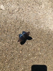 Limenitis arthemis astyanax