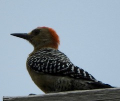 Melanerpes rubricapillus