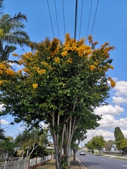 Barklya syringifolia