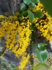 Barklya syringifolia