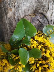 Barklya syringifolia
