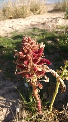Amaranthus hypochondriacus