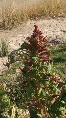 Amaranthus hypochondriacus