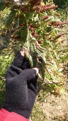 Amaranthus hypochondriacus