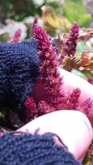 Amaranthus hypochondriacus