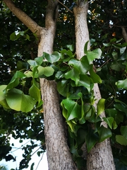 Barklya syringifolia