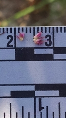 Amaranthus hypochondriacus