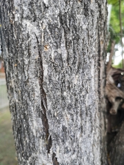 Barklya syringifolia