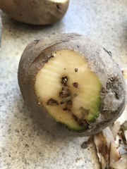 Phthorimaea operculella