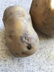 Phthorimaea operculella