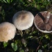 Mini Mushroom - Photo (c) Jerzy Opioła, some rights reserved (CC BY-SA)