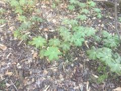 Podophyllum peltatum
