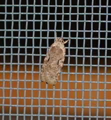 Agonopterix curvilineella