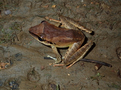 Craugastor longirostris