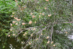 Melaleuca cajuputi cumingiana