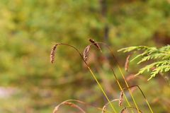 Carex micropoda