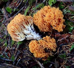 Ramaria sandaracina chondrobasis
