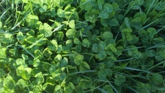 Trifolium repens