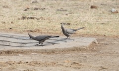 Corythaixoides concolor concolor