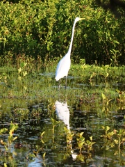 Ardea alba