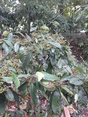 Psychotria asiatica