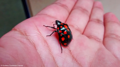 Pachycoris klugii