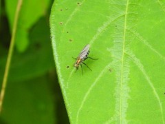 Plagioneurus univittatus
