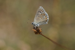 Polyommatus dorylas