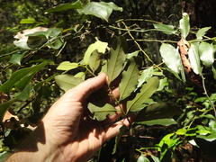 Diospyros australis