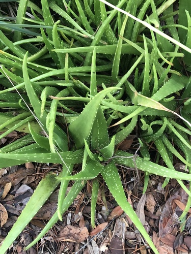Aloe vera image