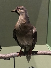 Ectopistes migratorius