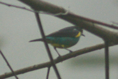 Dacnis lineata