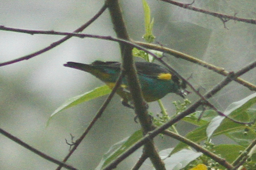 Dacnis egregia