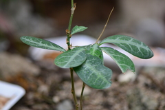 Breynia spatulifolia