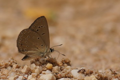 Polyommatus admetus