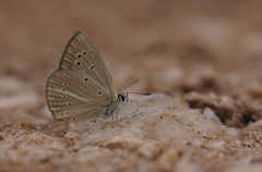 Polyommatus ripartii