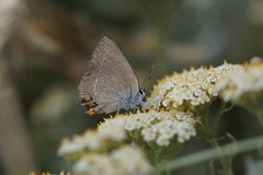 Satyrium acaciae