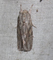 Spodoptera albula