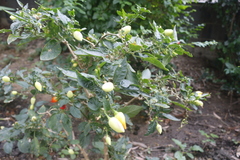 Capsiceae