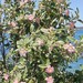 Norfolk Island Hibiscus - Photo (c) kalimata, some rights reserved (CC BY-NC), uploaded by kalimata