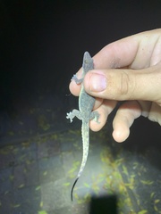 Hemidactylus garnotii