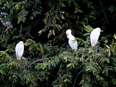 Bubulcus ibis
