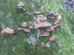 Fungi