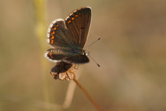 Aricia agestis