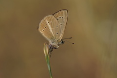 Polyommatus ripartii