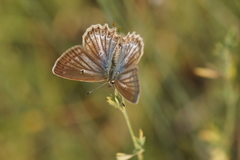 Polyommatus daphnis