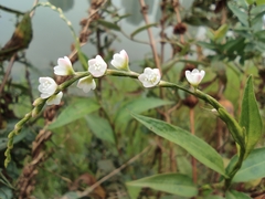 Persicaria japonica