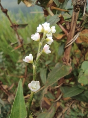 Persicaria japonica