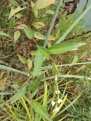 Persicaria japonica