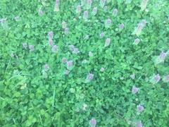 Lamium purpureum